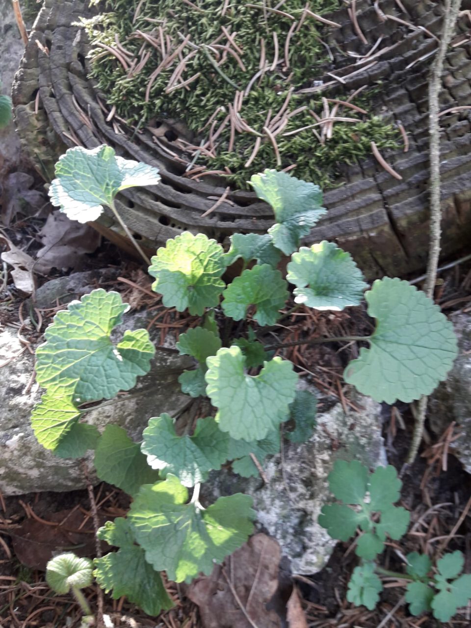 IMG-20220329-WA0003