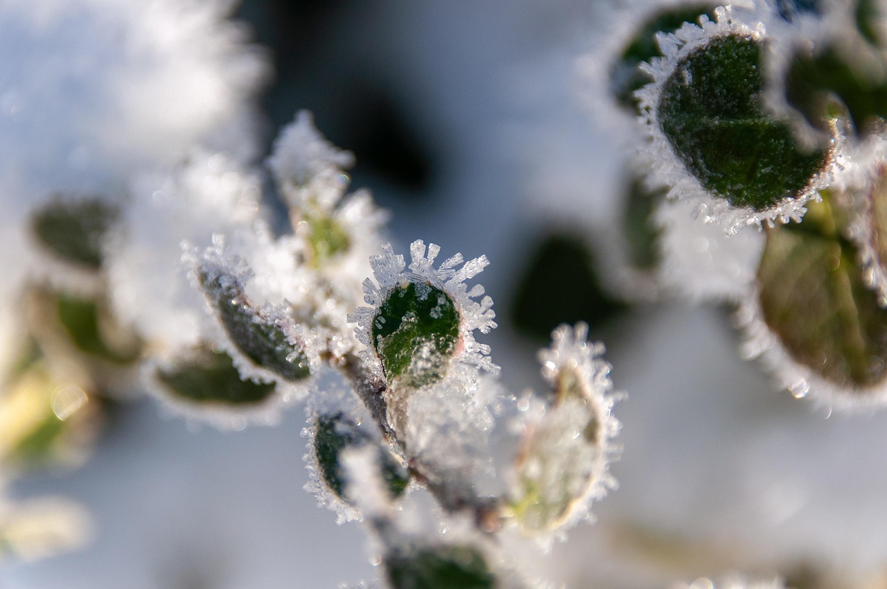 funparknatur_plant-8431908_1280
