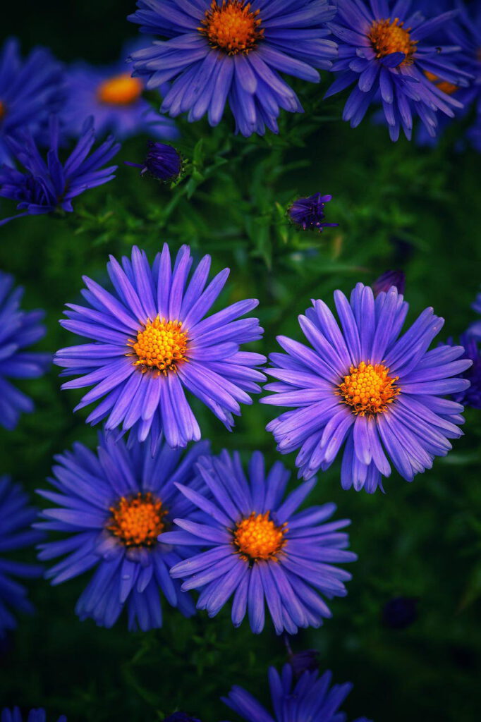 herbstaster-4536169_1280